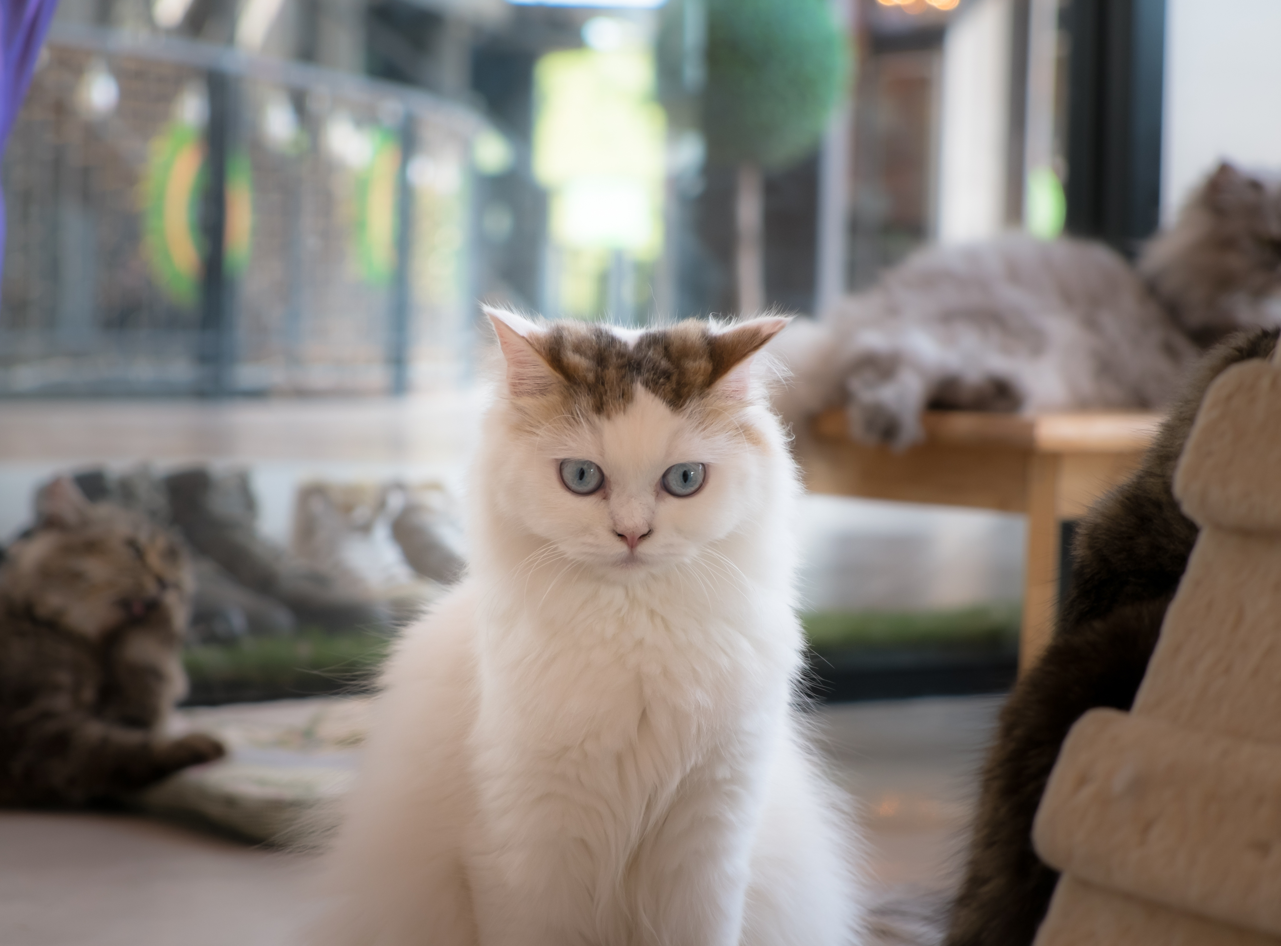 Adorable cat in the cat cafe